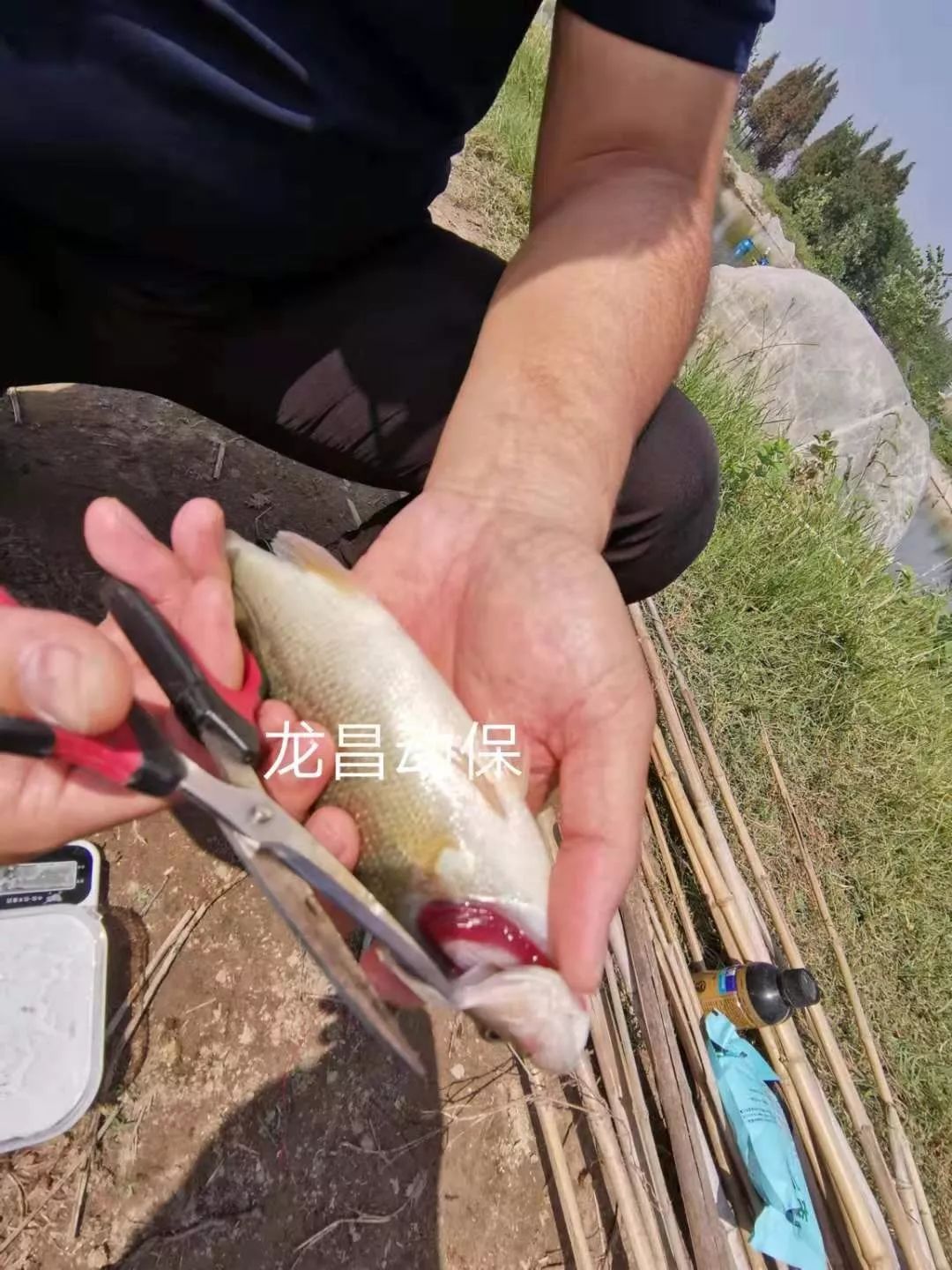 加州鲈烂身用什么药处理,加州鲈烂鳃是什么原因