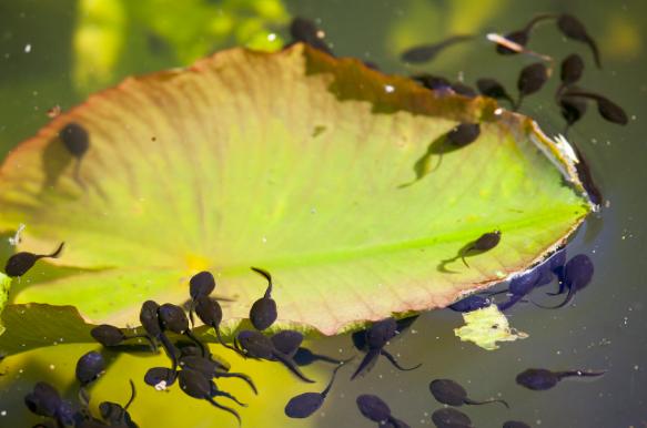 为啥养的蝌蚪没有变成青蛙,蝌蚪会变成青蛙还是癞蛤蟆