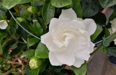 栀子花冬季如何使土壤变酸性,怎么改善栀子花的碱性土质