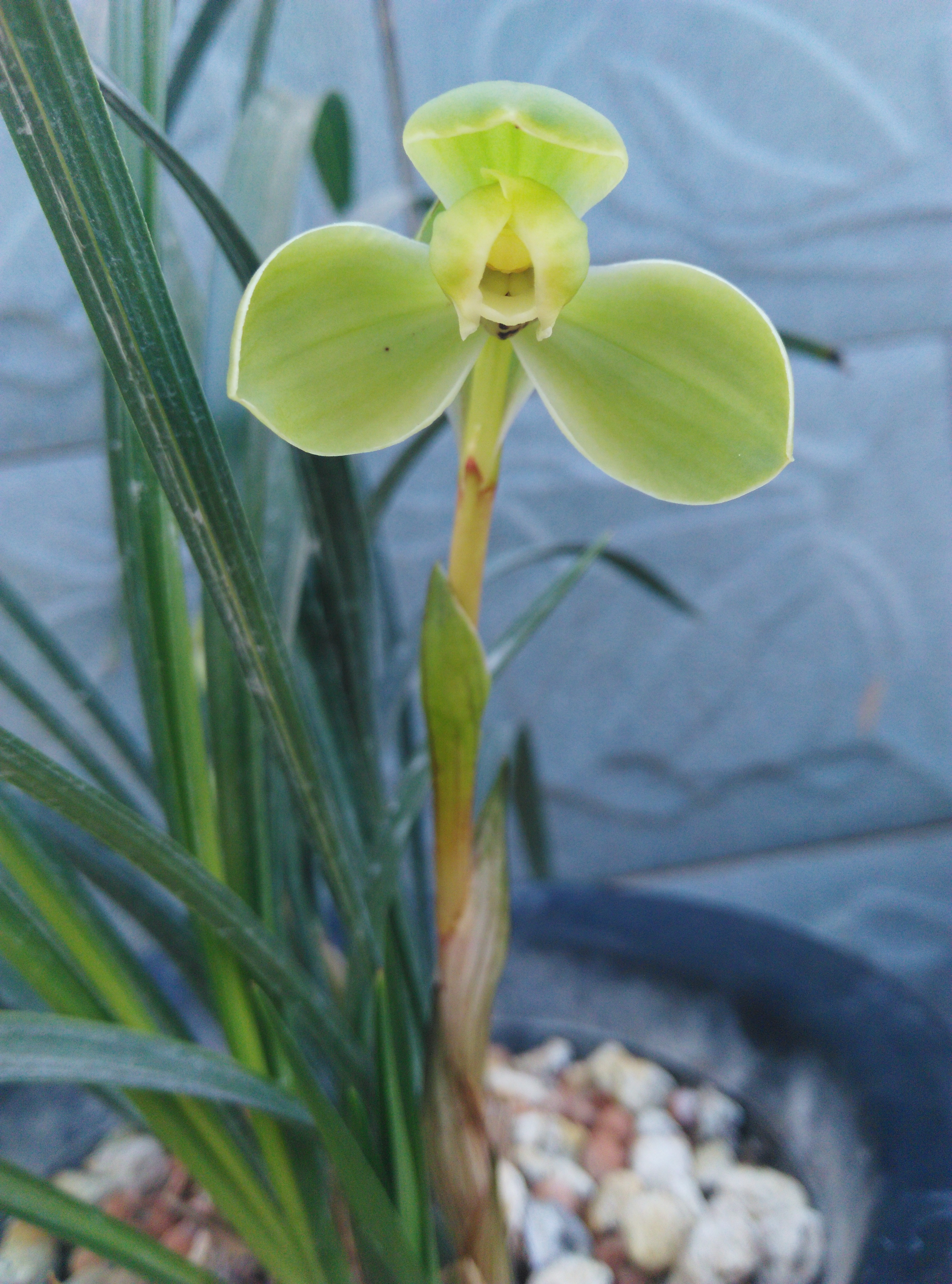 新手兰友的建议,新手兰友容易入的坑