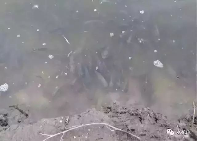 想要鱼养得好最重要的是经常换鱼,养鱼需要注意的常见病