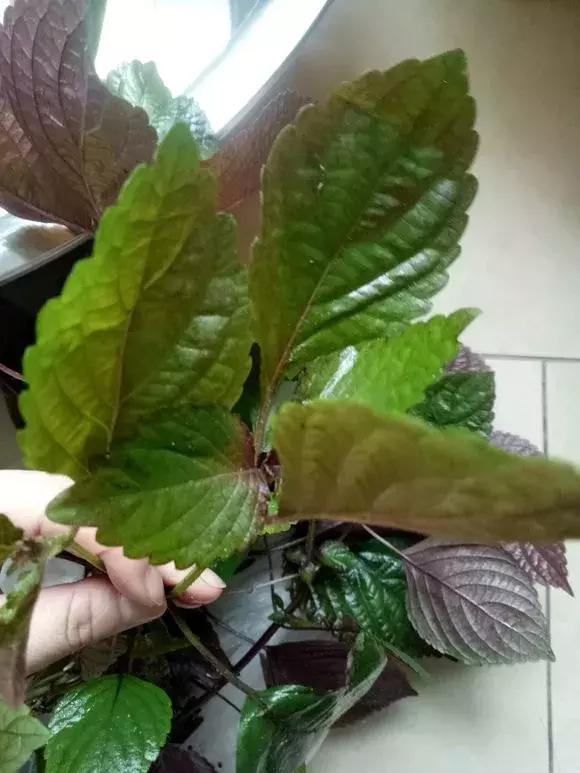 春天养一盆草花,养这4种花放松安神能睡更香