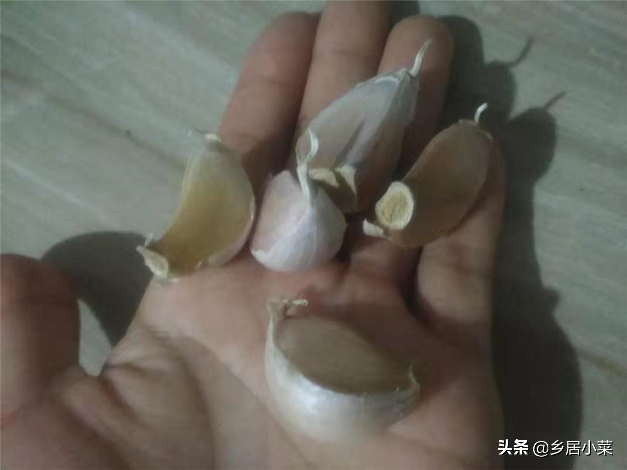 秋天种大蒜不出苗的原因,种植大蒜不生根怎么办