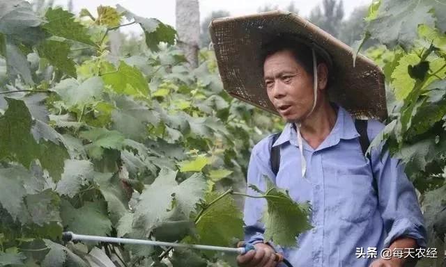 叶面肥避免高温,叶面肥是禁药吗