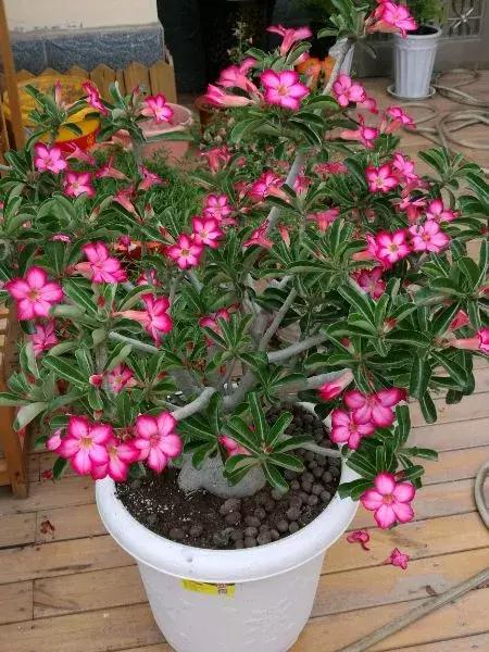 五月份被公认阳台最好养的10种花,喜阴耐旱适合室内养的50种花