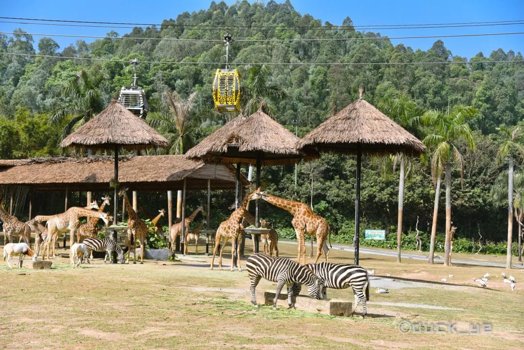 如何玩转广州长隆野生动物世界,自驾长隆野生动物世界攻略