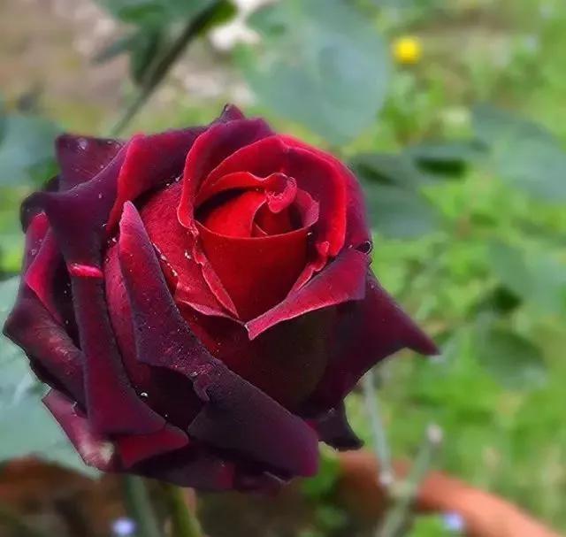 玫瑰花有哪些品种,玫瑰花有哪些品种大全