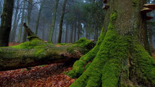 被蟒蛇缠住装死有用吗,被巨蟒缠住能活多久