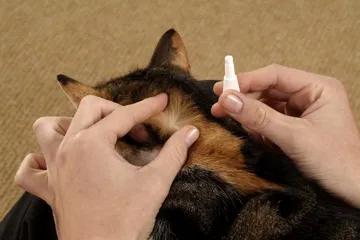 养猫新手给猫咪洗澡需要注意什么,新手养猫可以天天洗澡吗