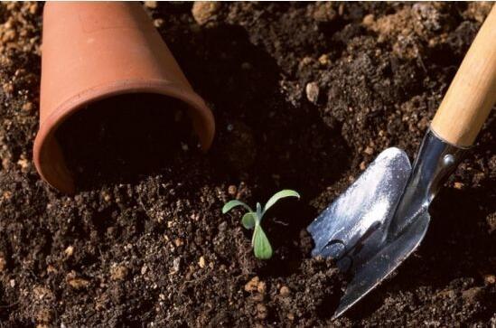 如何让白鹤芋开花,白鹤芋开花施肥