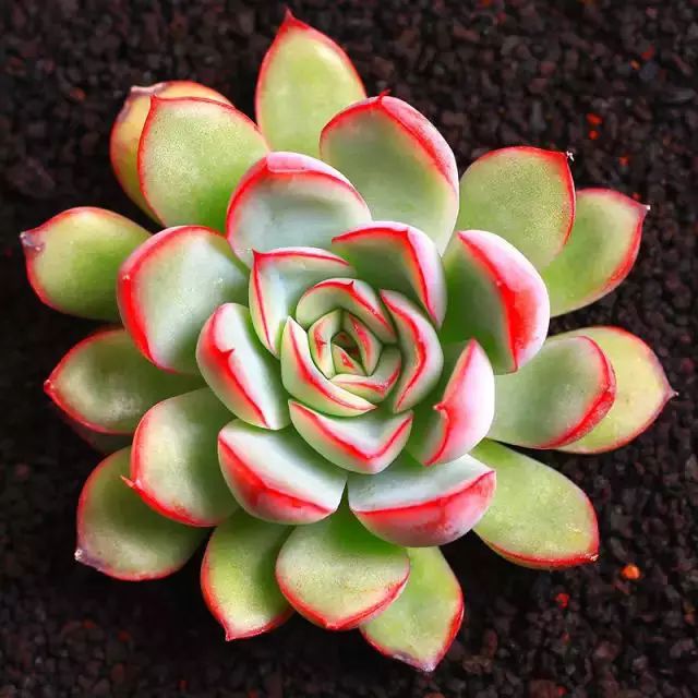 多肉早安图片大全,多肉大全100图