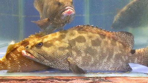 四海一家138元自助餐,四海一家118元自助餐券