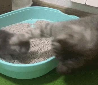 萌出血的猫,萌出血的小奶猫