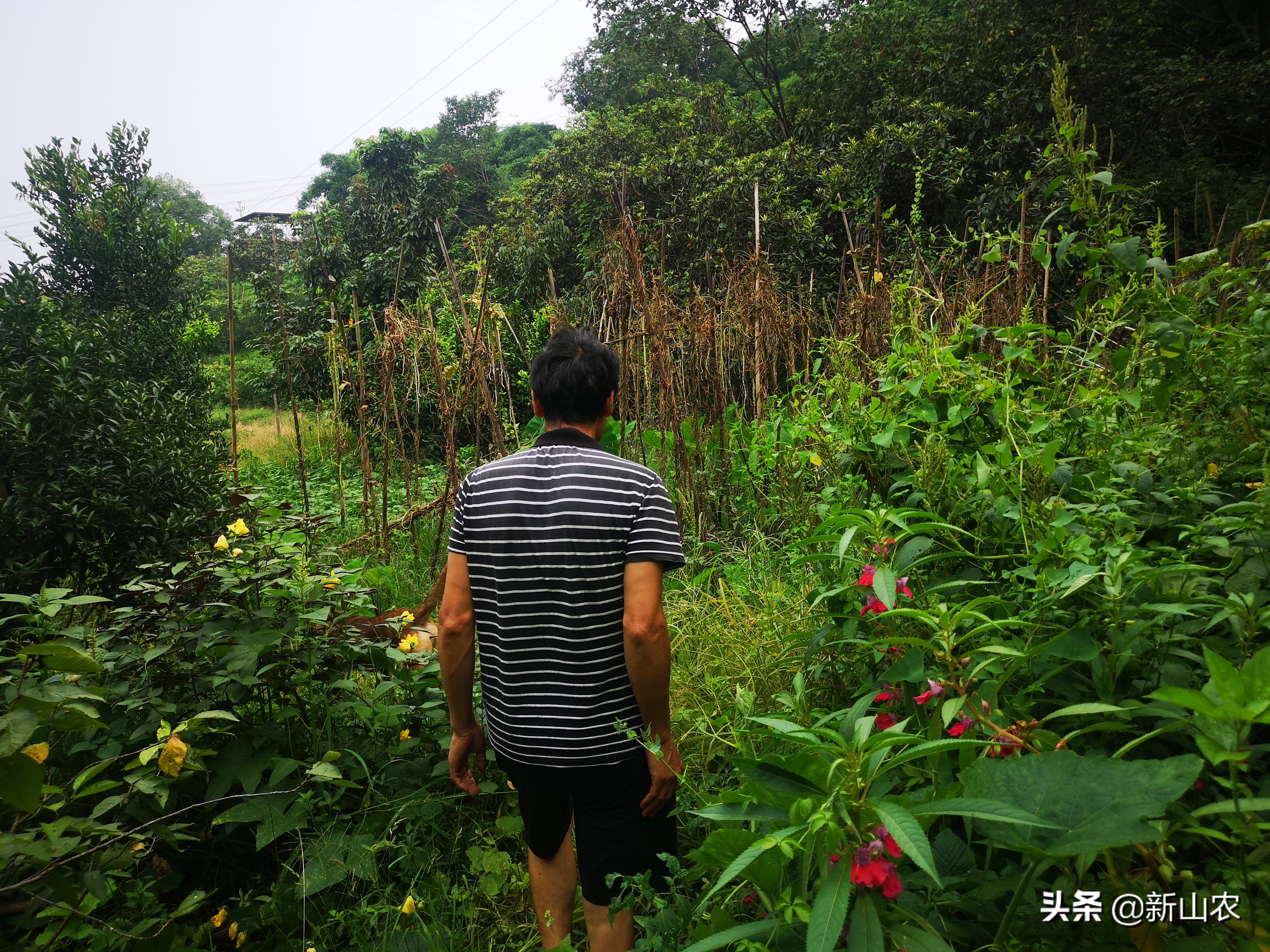 “洋气”的“土专家”，西彭镇马鞍村黄代华，“好人老黄”绰号