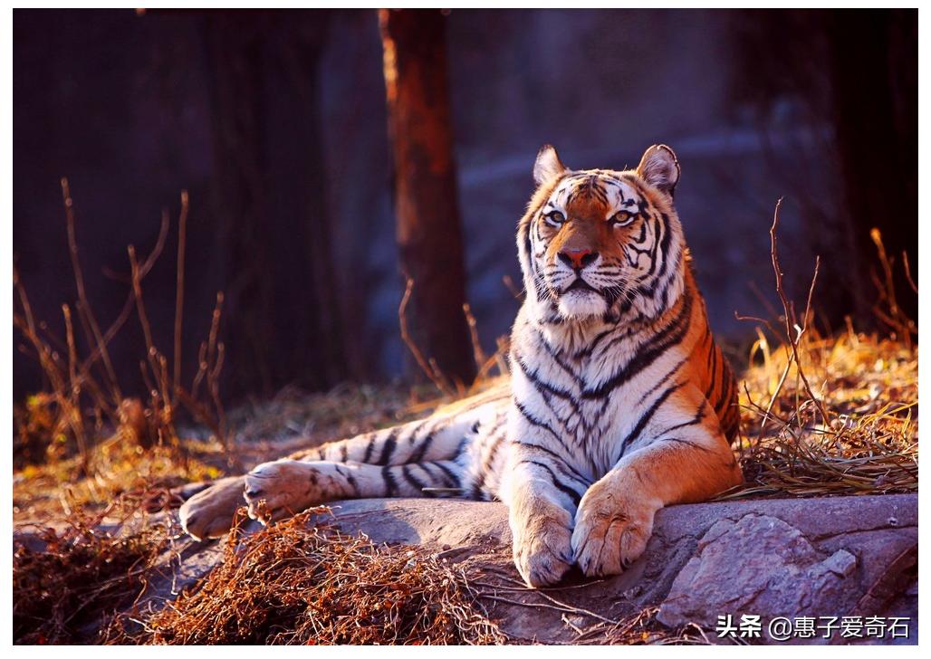 黑龙江玛瑙奇石,最贵的玉石奇石