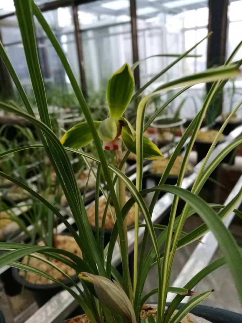 兰花叶片发黑怎么回事,兰花叶片发黑是什么原因