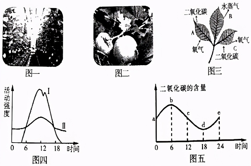 七上生物绿色植物的呼吸作用复习,高一生物必修一呼吸作用习题讲解