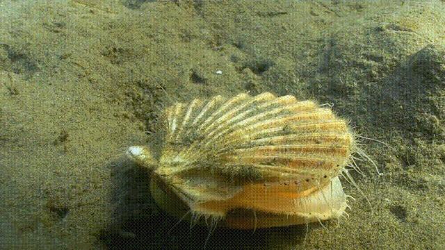 蛤、蚶、蛏、蚝、蚬有什么区别？这是一群美味海怪与人类的故事