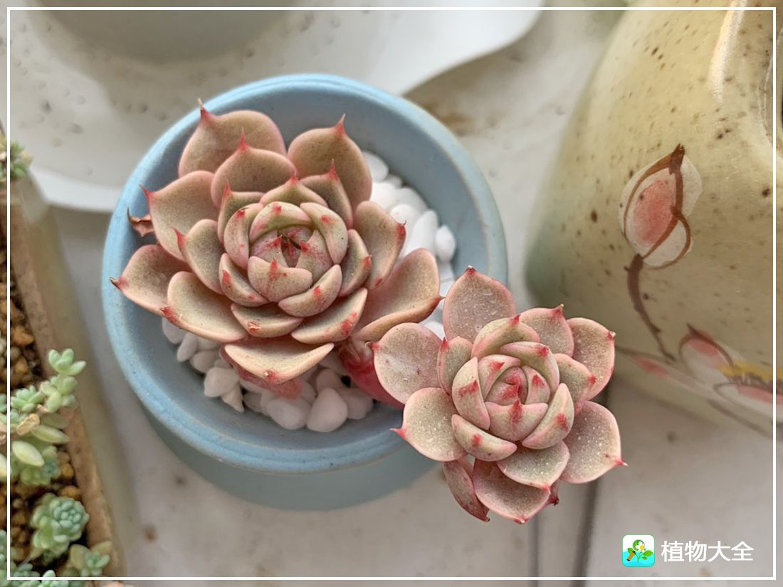 艾格尼亚多肉植物,多肉植物奥利维亚