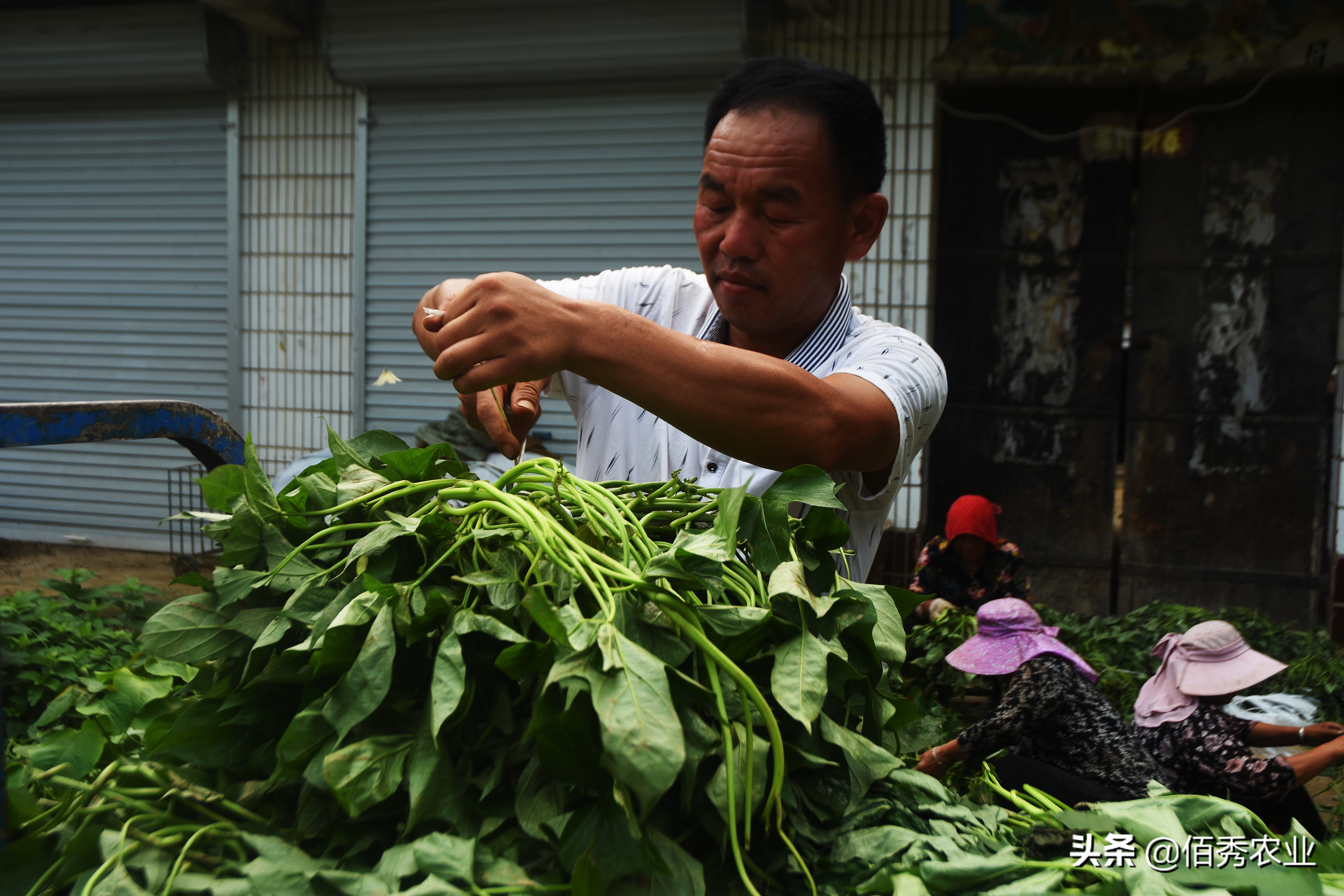 适合农村家庭种植的野菜,人工种植野菜有哪些项目