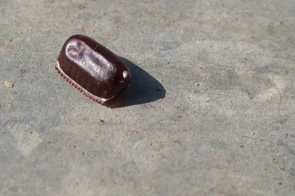 是南方蟑螂大还是北方蟑螂大,比南方蟑螂还有可怕的蟑螂