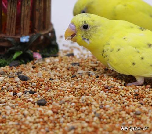 鹦鹉喂养的诀窍是什么,如何给鹦鹉鸟食物喂养好