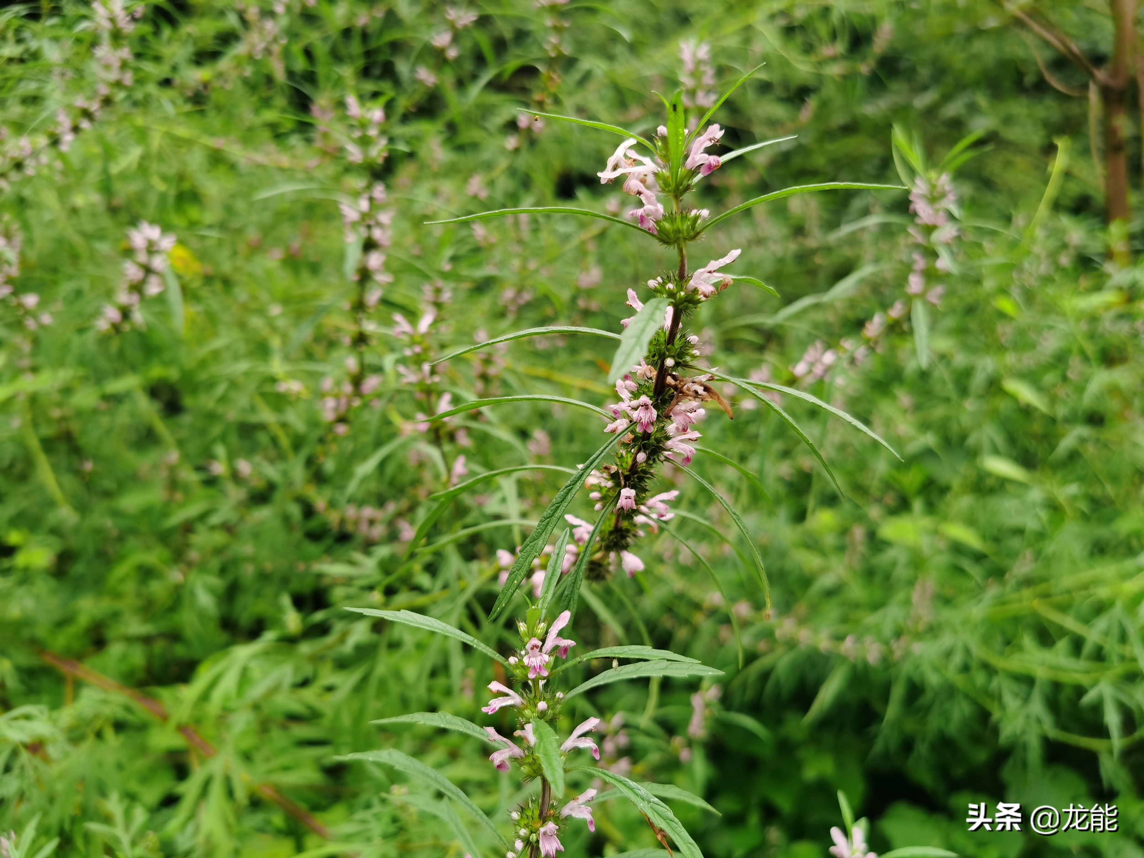 农村常见的草有什么功效,农村的哪些草有治病的功效