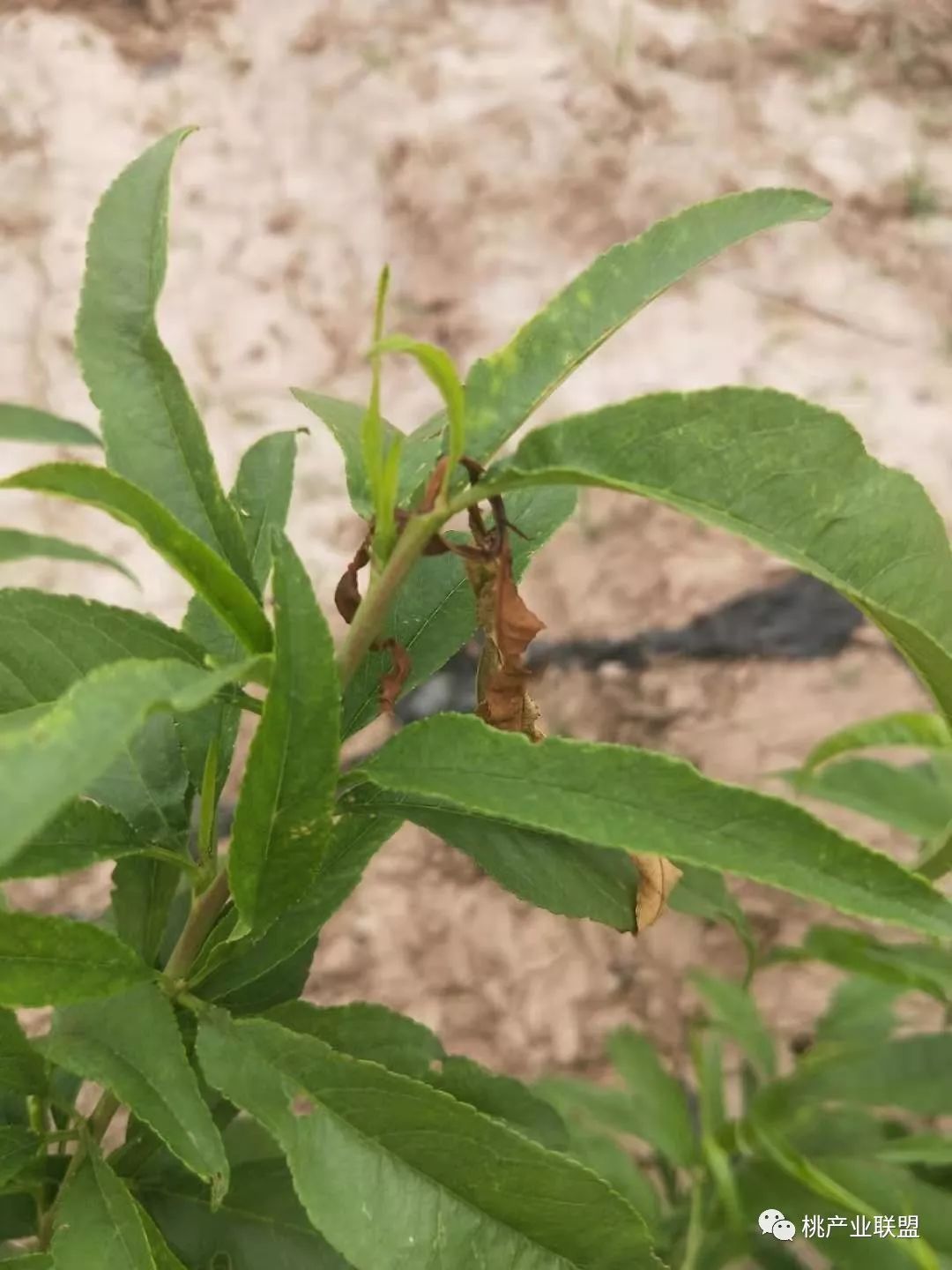 桃树幼果期是防治病虫害最重要的时期