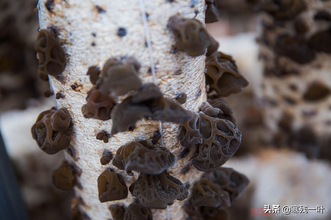 纯天然的野生木耳生长过程,山里采的野生木耳一斤多少钱