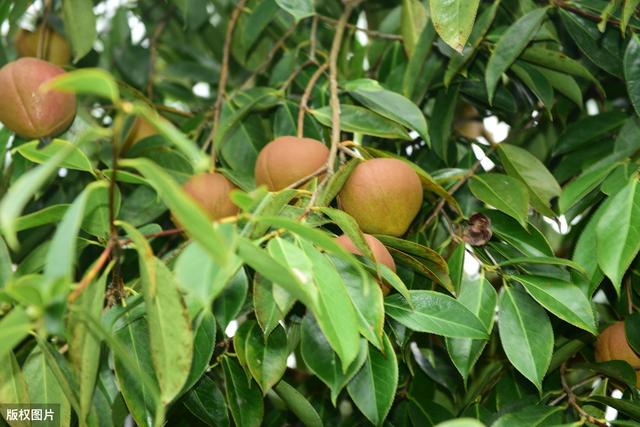 高产油茶种植要求,油茶种植现状及高产栽培技术
