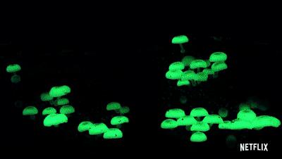 夜半*拍偷**下,成就今年第一部神级纪录片:黑暗下的生命,超乎想象