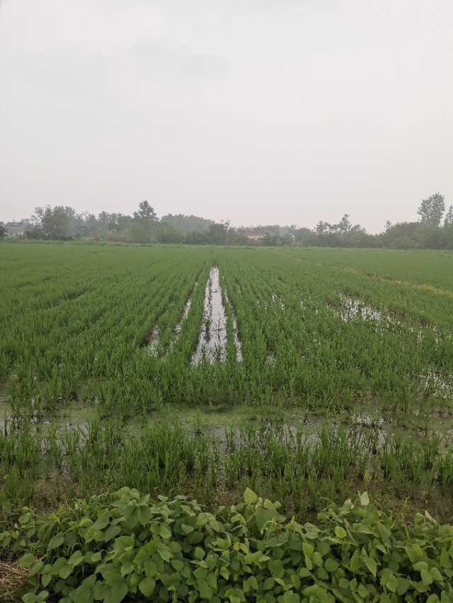 一味追求价格而不注重品质,不能盲目扩大种植面积