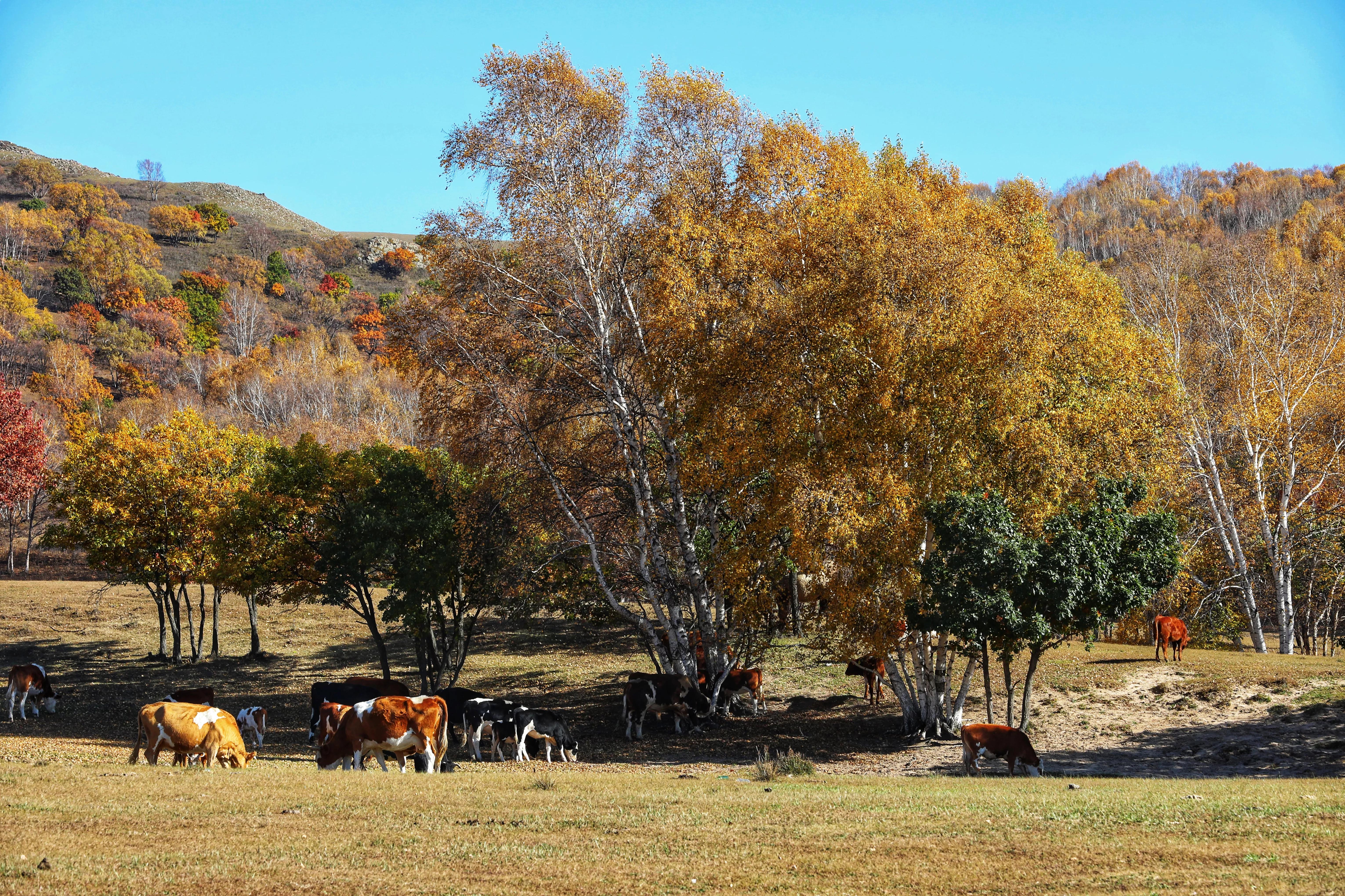 坝上秋色草原,坝上草原游记作文