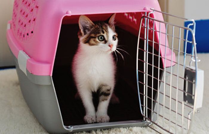 带猫回家过年注意事项萌宠指南,猫咪春节寄养指南