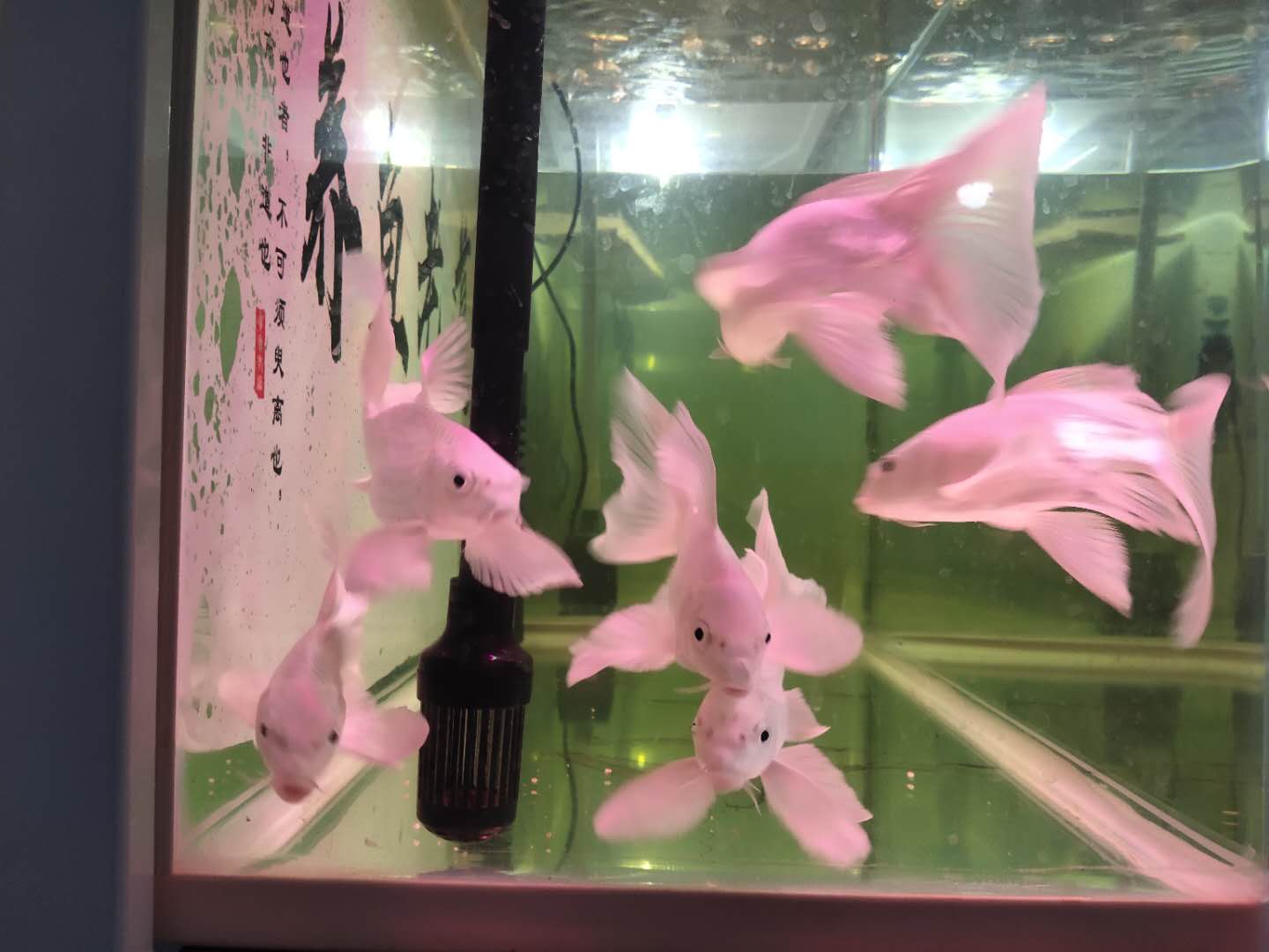 这六种观赏鱼不用加氧泵也能养好,如何养好观赏鱼技巧