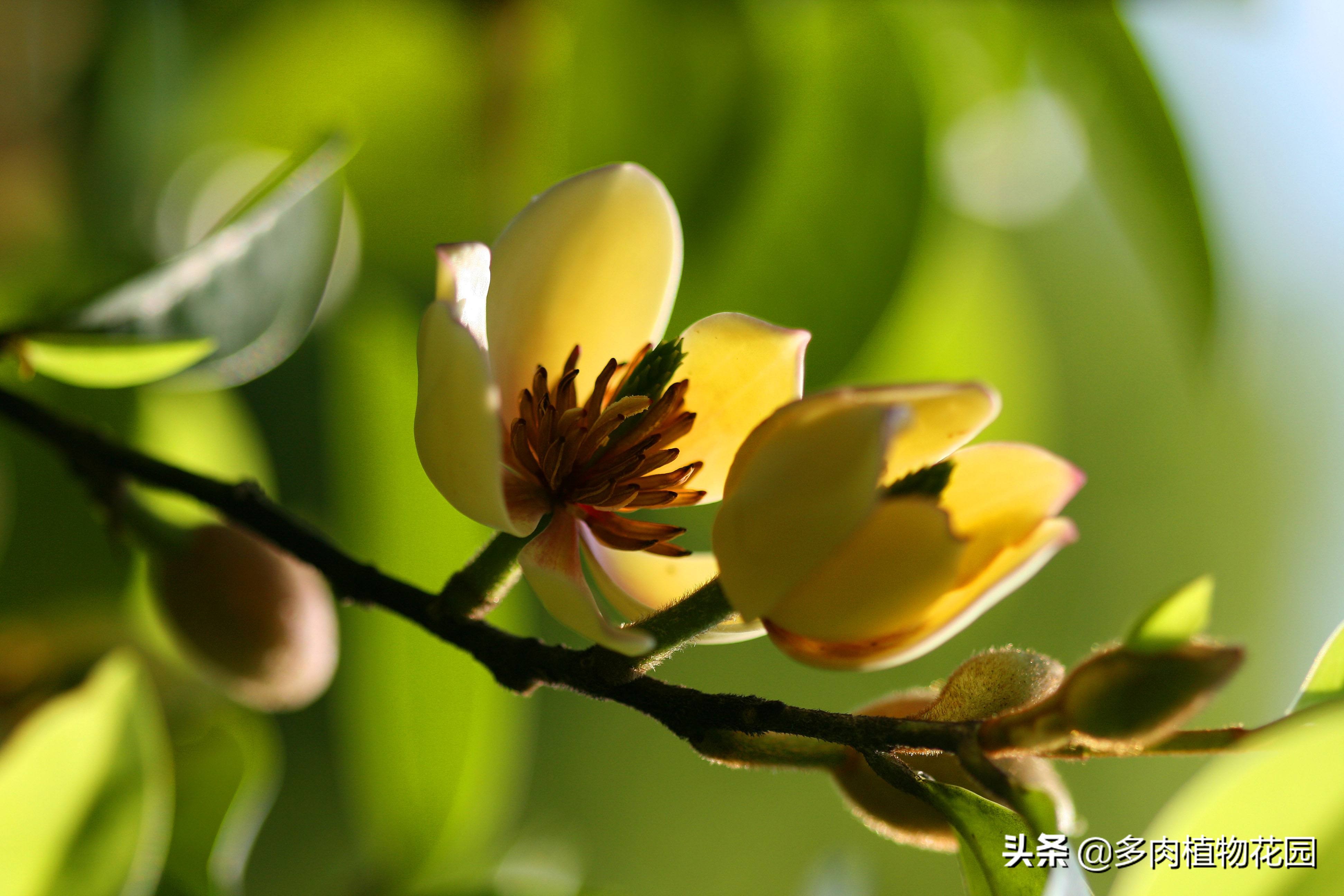 含笑花怎么养,含笑新叶黄薄正常吗