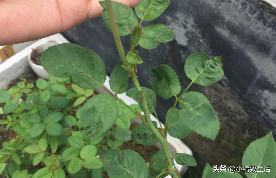 养月季花,这10种病虫害很常见,发病特征和防治方法都在这里了