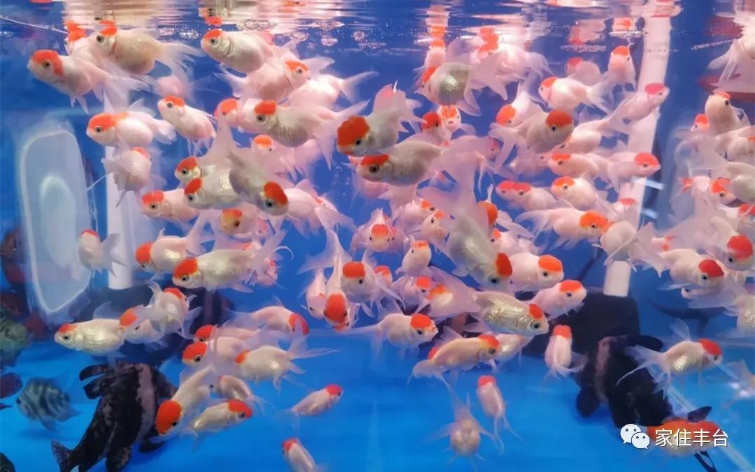 小编整理！丰台四大花市逛买攻略！春节就要这喜庆劲儿