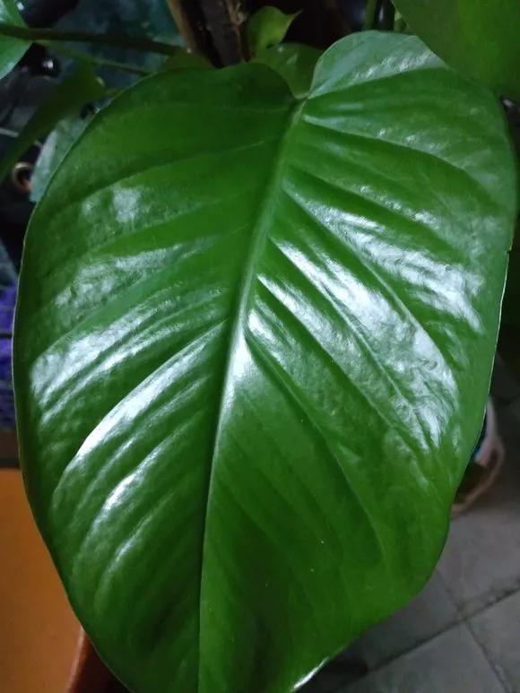 叶子变黄有绿点,叶子发黄维生素