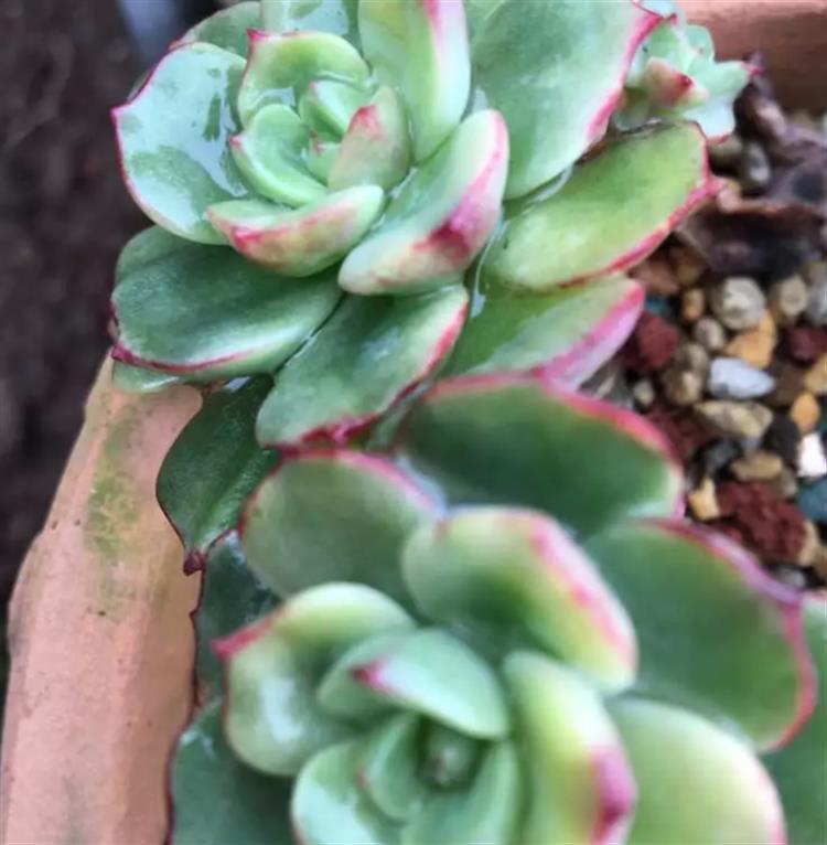 想要多肉长大要怎么做,多肉如何快速爆盆夏天