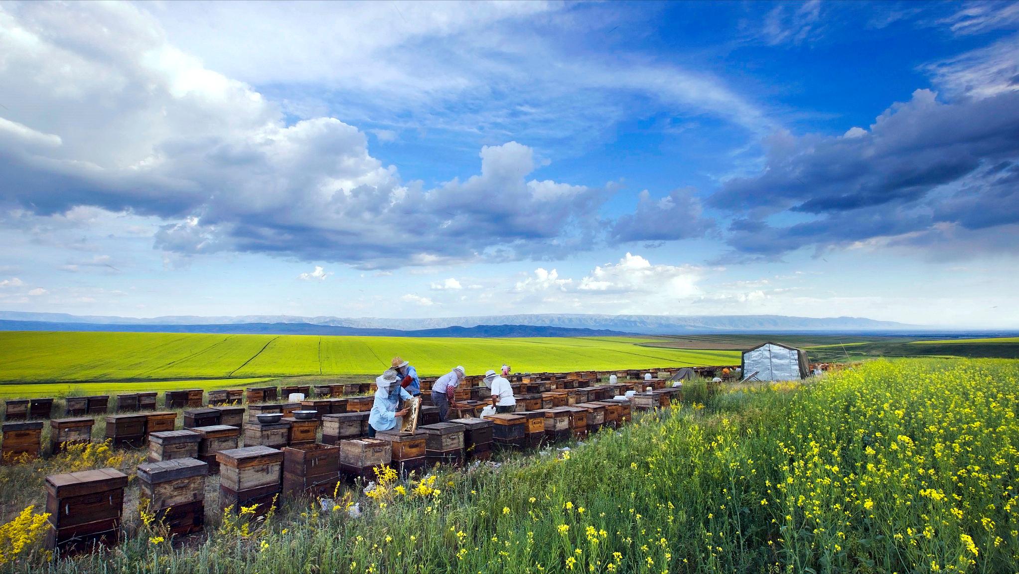 流动养蜂的蜂蜜为什么便宜,农村里的土蜂蜂蜜