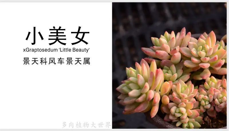 「小美女」景天科风车景天属多肉植物,风车草属和景天属杂交品种