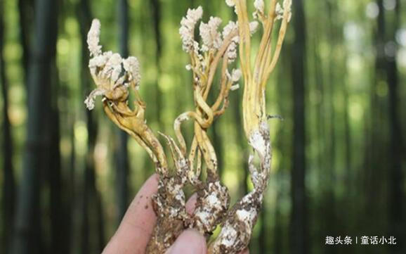 蝉花大山里的原生态野生药材,竹林里的珍稀中草药蝉花