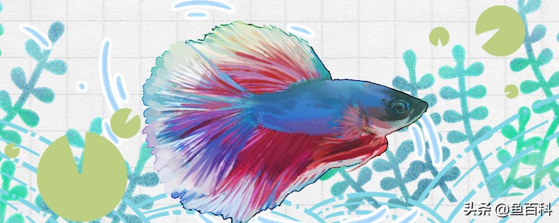 鱼得竖鳞病怎么办,鱼得突眼病咋办