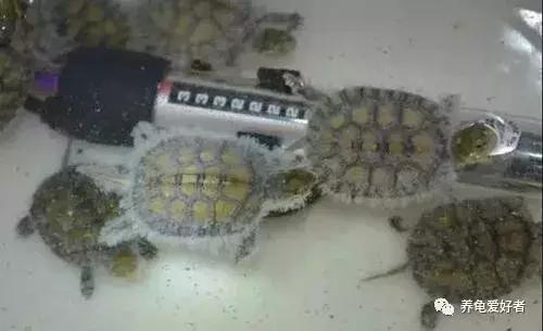 龟类怎么预防水霉病,龟得水霉怎么治疗