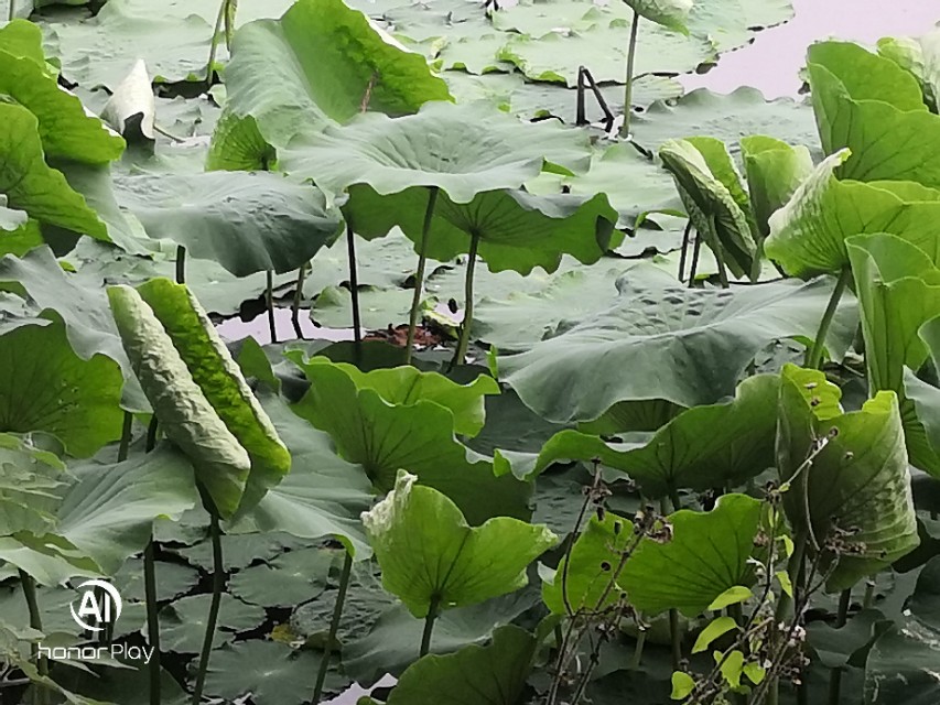 致永远回不去的童年六一儿童节,六一特辑致我们终将逝去的童年