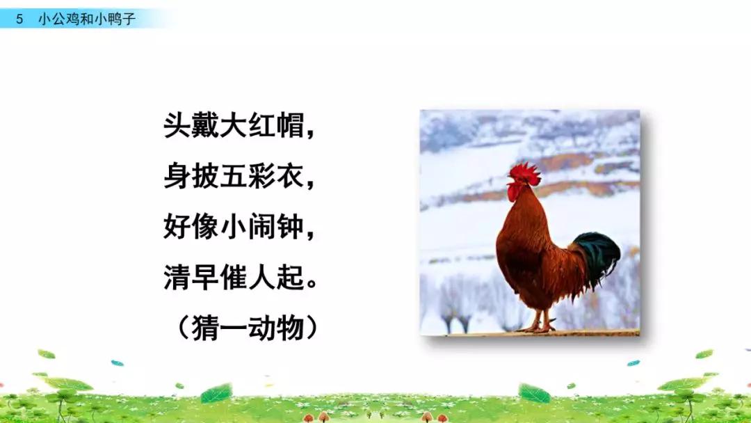 一年级下册第5课小公鸡和小鸭子,小公鸡和小鸭子一年级下册生字