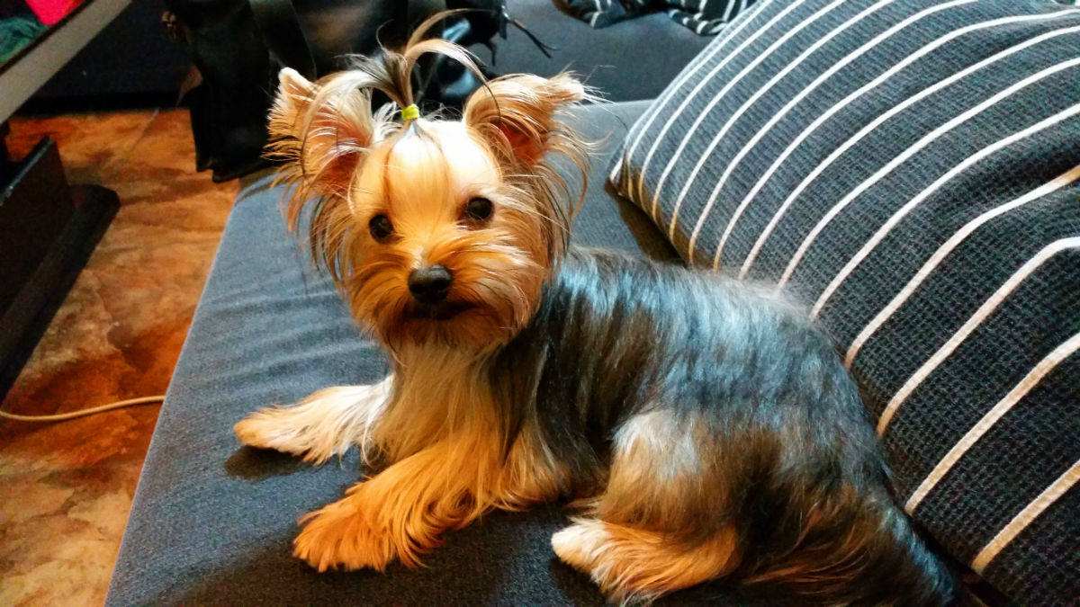 宠物狗品种大全热门宠物排行,常见的小型宠物狗品种及图片大全