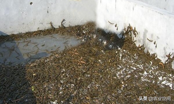 水蛭的药效与养殖技术前景怎样,水蛭到底是什么生物