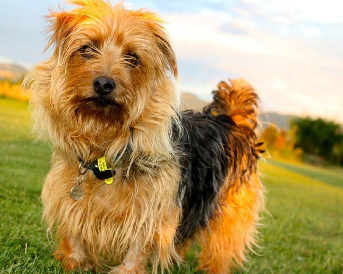 最齐全的狗狗品种介绍及图片,带你了解一下常见狗狗的品种